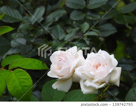 Two white roses that bloom in spring 139742793