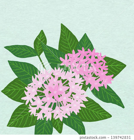 手繪花卉插圖:五星花 手繪花卉插圖:五星花 139742831