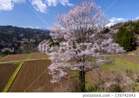 A view of cherry blossoms, including Oyamazakura, blooming in Nitanda, Takafu, Ogawa Village, Kamiminochi District, Nagano Prefecture, with the snow-capped Northern Alps in the background. A view of cherry blossoms, including Oyamazakura, blooming in Nitanda, Takafu, Ogawa Village, Kamiminochi District, Nagano Prefecture, with the snow-capped Northern Alps in the background. 139742843