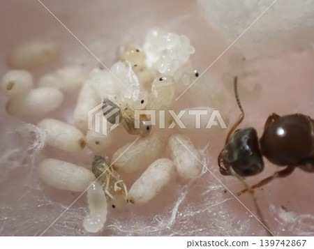 The queen ant takes care of many eggs, larvae, and cocoons. 139742867
