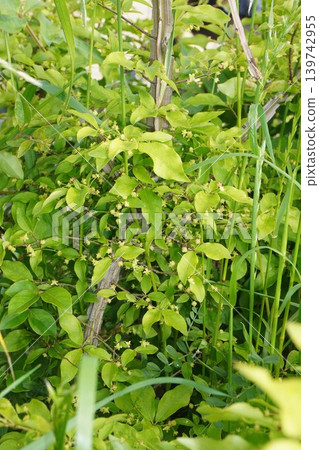 Euonymus alatus fruit - May 2026 139742955