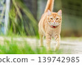 Ginger tabby cat walks in the outdoor area among green grass on a sunny day while exploring its surroundings. High quality photo 139742985