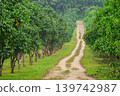 An agricultural tropical plantation with rows of trees stretching away along a dirt road. The green landscapes of Thailand with mango, mangosteen or macadamia nut plantations, agriculture in Southeast 139742987