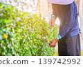 A gardener trims a green shrub with scissors. The activity takes place outdoors during the day. The gardener focuses on shaping the hedge carefully. High quality photo 139742992