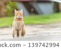 Ginger tabby cat copy space sits on a path with green grass in the background. The cat looks directly at the camera with a neutral expression. A calm outdoor scene can be seen. High quality photo 139742994