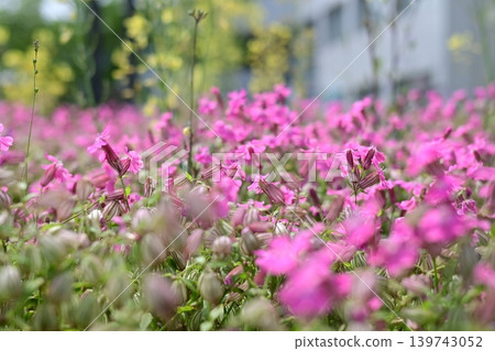 A field of pink Silene flowers in full bloom. 139743052
