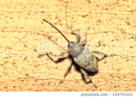 A kind of weevil A kind of weevil 139743101