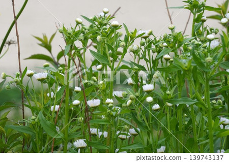 燈盞白花 - 2026 年 5 月 燈盞白花 - 2026 年 5 月 139743137