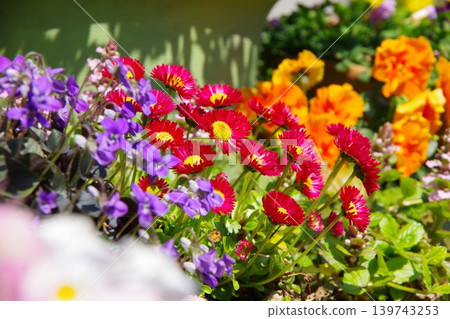 花園圖片:雛菊 花園圖片:雛菊 139743253