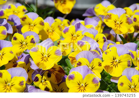 Garden image: Viola Garden image: Viola 139743255