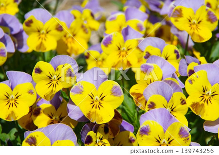 Garden image: Viola 139743256