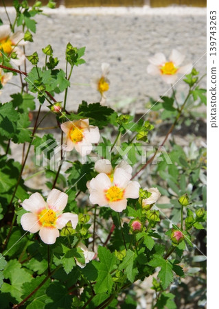 Marvastrum Marvastrum 139743263