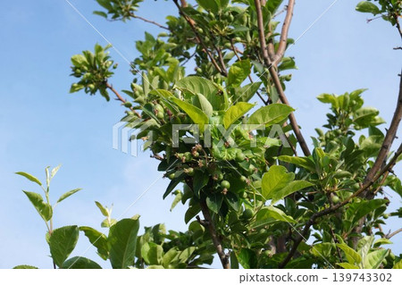 A crabapple tree bearing fruit - May 2026 139743302