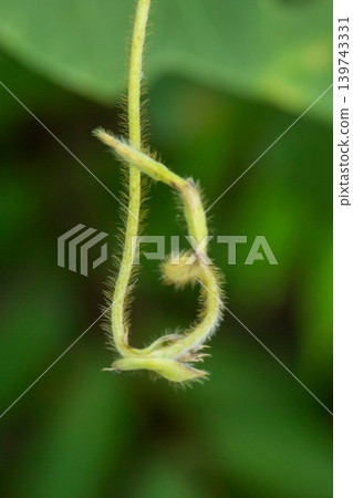 葡萄藤和豆芽 葡萄藤和豆芽 139743331