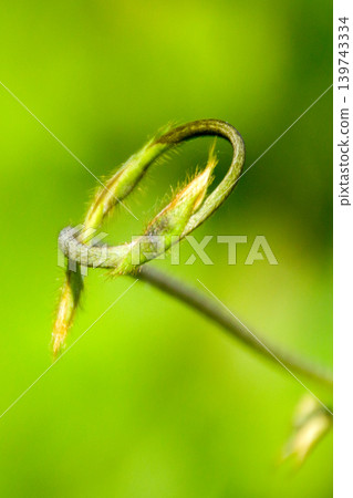 Vines and sprouts 139743334