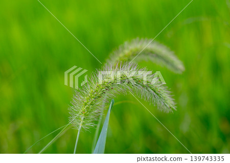 Fresh green catnip Fresh green catnip 139743335