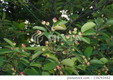 Juneberry fruit - May 2026 Juneberry fruit - May 2026 139743482
