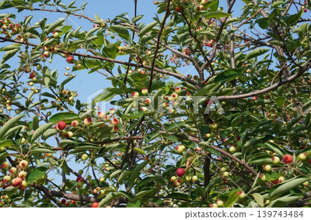 Juneberry fruit - May 2026 Juneberry fruit - May 2026 139743484