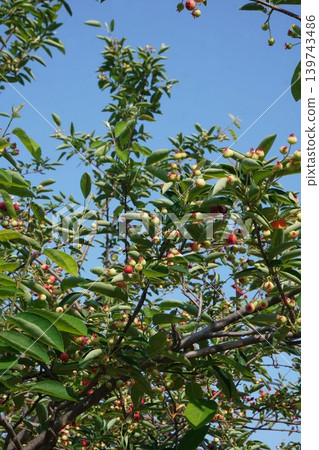 Juneberry fruit - May 2026 Juneberry fruit - May 2026 139743486