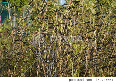 Vicia cracca berries, May 2026 Vicia cracca berries, May 2026 139743664
