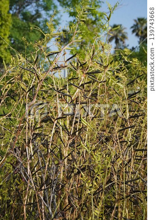Vicia cracca berries, May 2026 Vicia cracca berries, May 2026 139743668