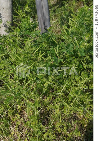野豌豆漿果,2026年5月 野豌豆漿果,2026年5月 139743669