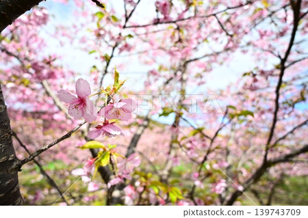盛開的河津櫻花，粉嫩可愛。 139743709