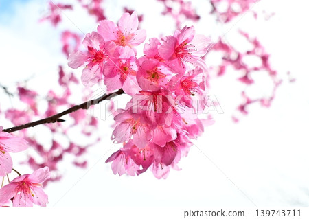 The lovely pink Kawazu cherry blossoms in full bloom The lovely pink Kawazu cherry blossoms in full bloom 139743711
