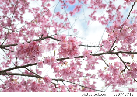 The lovely pink Kawazu cherry blossoms in full bloom The lovely pink Kawazu cherry blossoms in full bloom 139743712