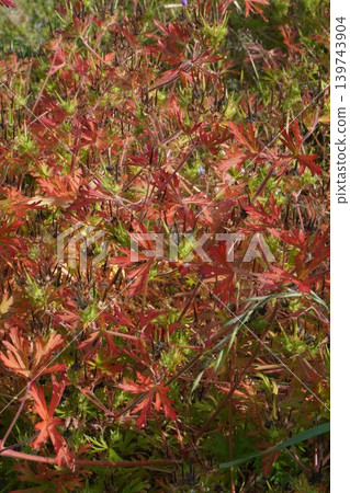 American Geranium - May 2026 American Geranium - May 2026 139743904