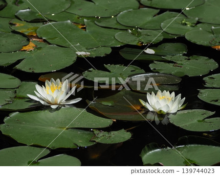 White water lilies were blooming in the pond. White water lilies were blooming in the pond. 139744023