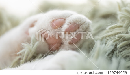 Cute cat's hand Cute cat's hand 139744059