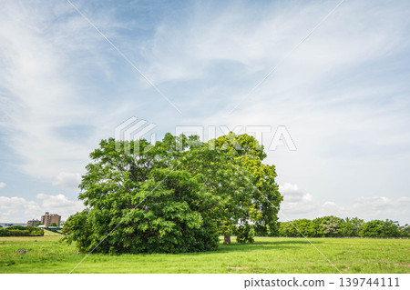 大阪府寢屋川市大馬地區淀川公園的翠綠樹木 139744111
