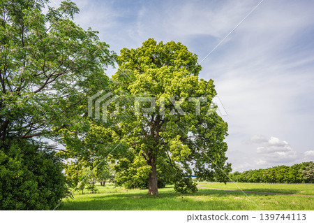 New green trees in Yodogawa River Park: Camphor trees, Taima area of Yodogawa River Park, Neyagawa City, Osaka Prefecture 139744113