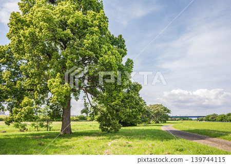 New green trees in Yodogawa River Park: Camphor trees, Taima area of Yodogawa River Park, Neyagawa City, Osaka Prefecture 139744115