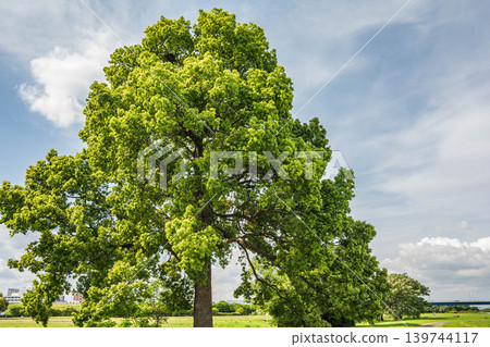 New green trees in Yodogawa River Park: Camphor trees, Taima area of Yodogawa River Park, Neyagawa City, Osaka Prefecture New green trees in Yodogawa River Park: Camphor trees, Taima area of Yodogawa River Park, Neyagawa City, Osaka Prefecture 139744117