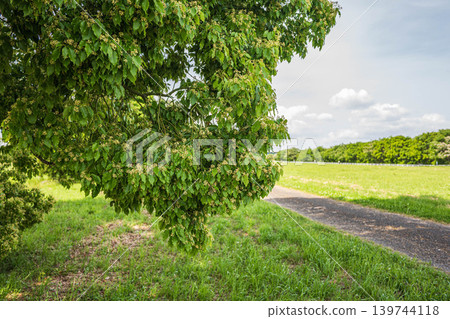 New green trees in Yodogawa River Park: Camphor trees, Taima area of Yodogawa River Park, Neyagawa City, Osaka Prefecture New green trees in Yodogawa River Park: Camphor trees, Taima area of Yodogawa River Park, Neyagawa City, Osaka Prefecture 139744118