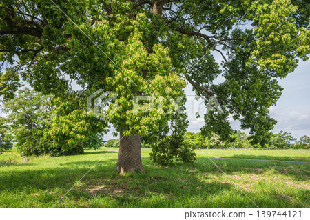 New green trees in Yodogawa River Park: Camphor trees, Taima area of Yodogawa River Park, Neyagawa City, Osaka Prefecture 139744121
