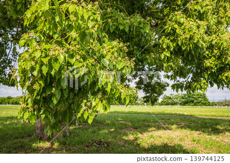 New green trees in Yodogawa River Park: Camphor trees, Taima area of Yodogawa River Park, Neyagawa City, Osaka Prefecture New green trees in Yodogawa River Park: Camphor trees, Taima area of Yodogawa River Park, Neyagawa City, Osaka Prefecture 139744125
