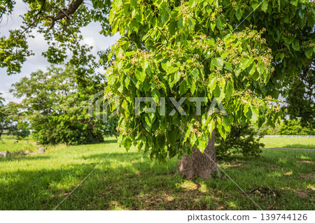 New green trees in Yodogawa River Park: Camphor trees, Taima area of Yodogawa River Park, Neyagawa City, Osaka Prefecture New green trees in Yodogawa River Park: Camphor trees, Taima area of Yodogawa River Park, Neyagawa City, Osaka Prefecture 139744126