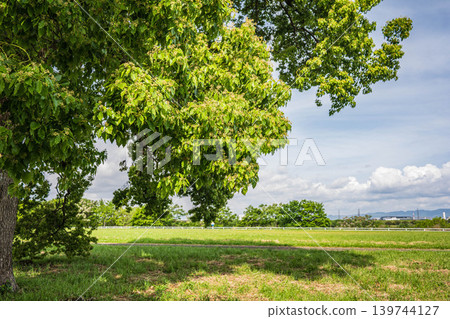 New green trees in Yodogawa River Park: Camphor trees, Taima area of Yodogawa River Park, Neyagawa City, Osaka Prefecture New green trees in Yodogawa River Park: Camphor trees, Taima area of Yodogawa River Park, Neyagawa City, Osaka Prefecture 139744127