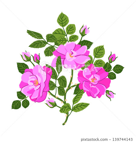 A branch of pink roses. Vector bouquet of wild roses, a popular Victorian motif. A symbol of love and passion. Clipart for Valentine's Day cards, weddings, and Mother's Day. For perfumes and cosmetics A branch of pink roses. Vector bouquet of wild roses, a popular Victorian motif. A symbol of love and passion. Clipart for Valentine's Day cards, weddings, and Mother's Day. For perfumes and cosmetics 139744143
