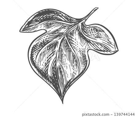 Batat leaf sketch. Vector illustration Field bindweed. Engraving style. A sweet potato leaf lies on a table against a white background. Hand drawn Tricolor bindweed, imitating etching. Batat leaf sketch. Vector illustration Field bindweed. Engraving style. A sweet potato leaf lies on a table against a white background. Hand drawn Tricolor bindweed, imitating etching. 139744144