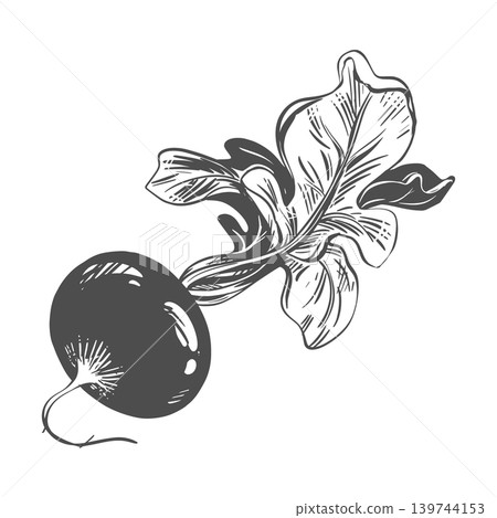 A sketch of a radish lying on a table. Vector illustration of the vegetable. The whole root vegetable with leaves is depicted on a white background. Hand-drawn, imitating etching. 139744153