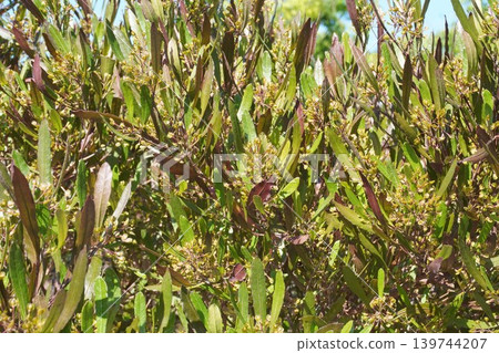 Winged fruit of the Japanese fan tree - May 2026 Winged fruit of the Japanese fan tree - May 2026 139744207