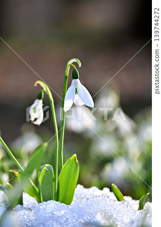 Snowdrops peeking out from the spring snow Snowdrops peeking out from the spring snow 139744272