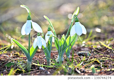 Snowdrops blooming in early spring Snowdrops blooming in early spring 139744274