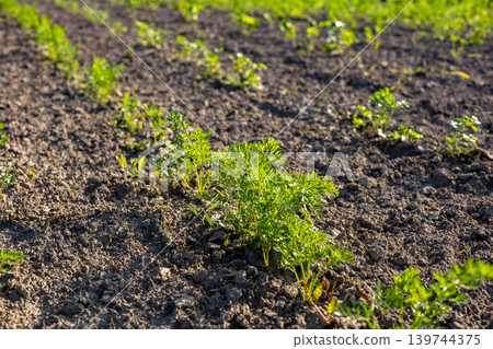 Small carrot sprouts are visible in the field with rich soil during the daytime in spring. The plants stretch towards the sun 139744375