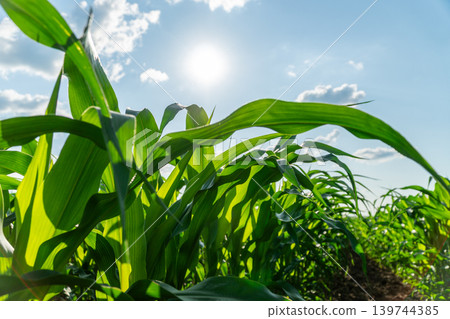 Tall corn plants stand strong in a field, soaking up sunlight during the summer day with blue sky and some clouds above Tall corn plants stand strong in a field, soaking up sunlight during the summer day with blue sky and some clouds above 139744385