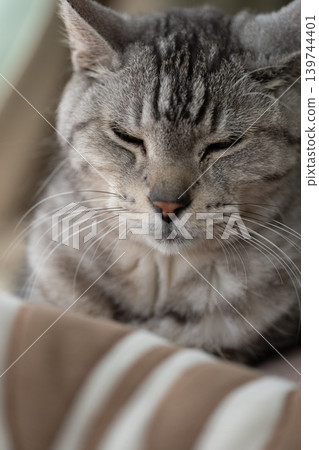 薩巴特拉貓在窗邊睡覺 薩巴特拉貓在窗邊睡覺 139744401